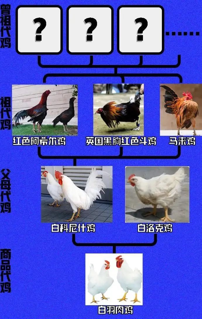 吃鸡卡盟